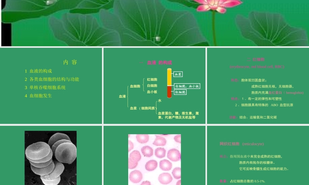 血液BLOOD--组织学和胚胎学.ppt