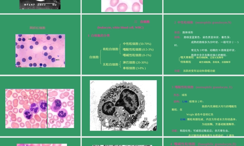 血液BLOOD--组织学和胚胎学.ppt