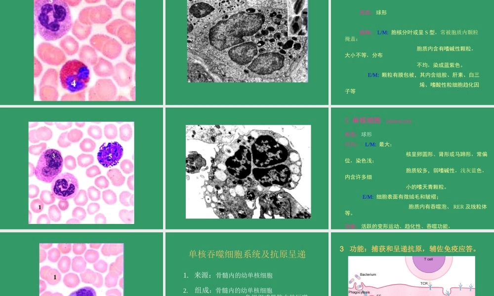 血液BLOOD--组织学和胚胎学.ppt