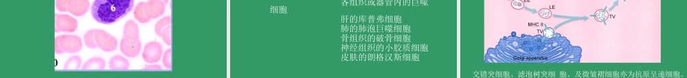 血液BLOOD--组织学和胚胎学.ppt