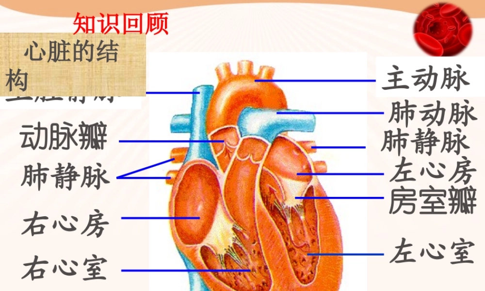 血液循环的途径.ppt