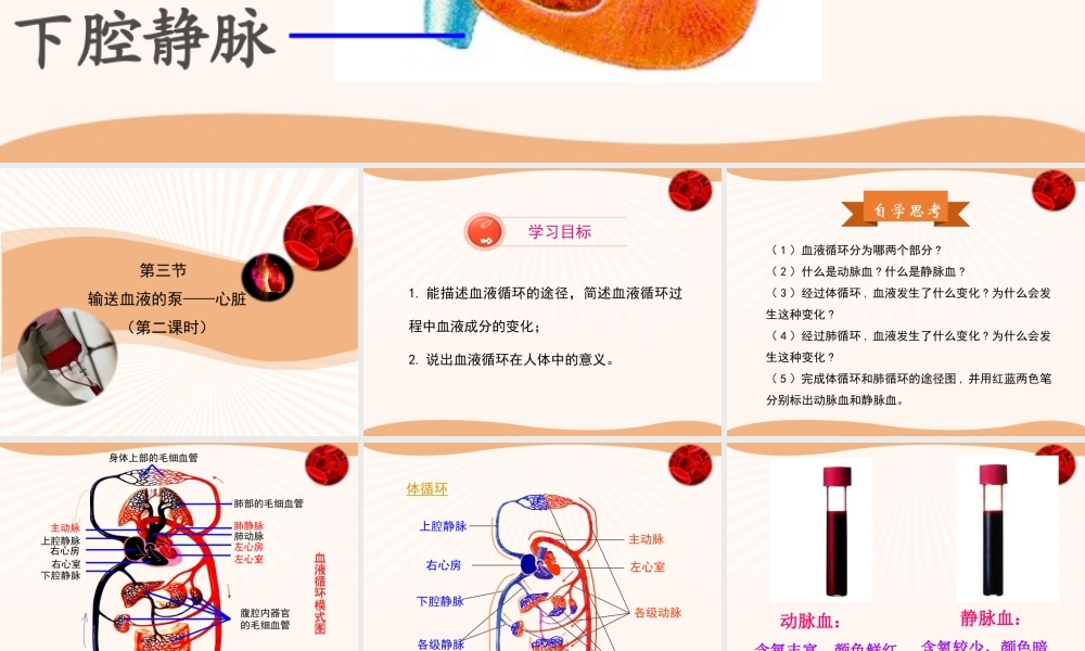 血液循环的途径.ppt