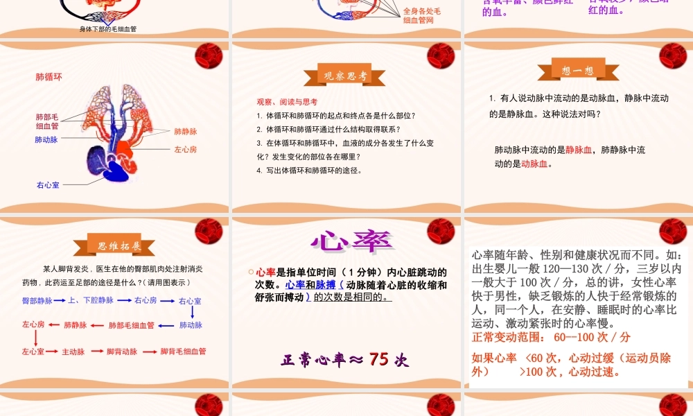 血液循环的途径.ppt