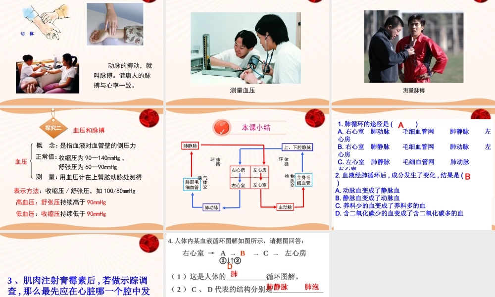 血液循环的途径.ppt