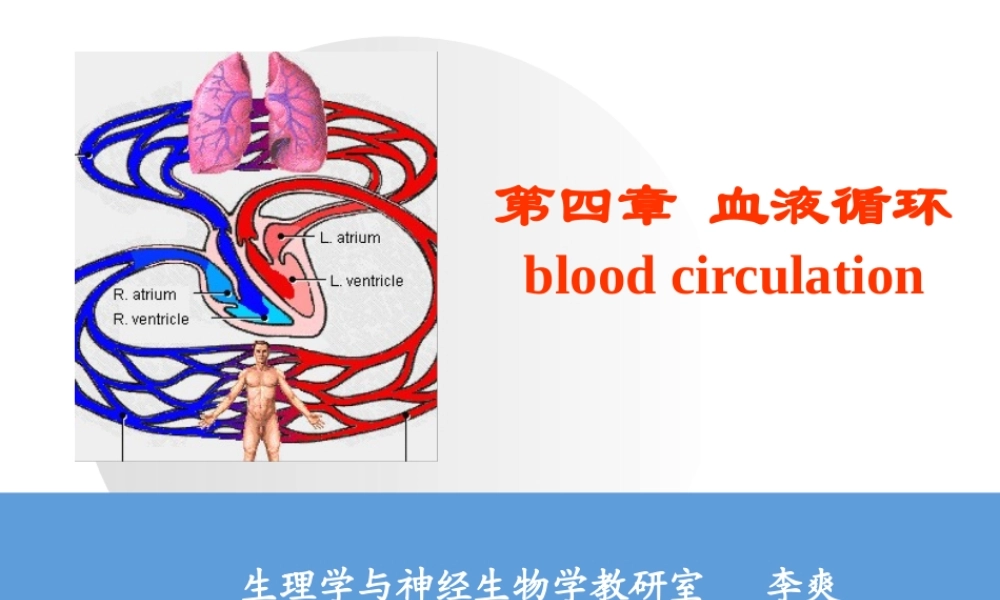 血液循环第一次课.ppt