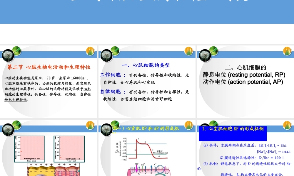 血液循环第一次课.ppt