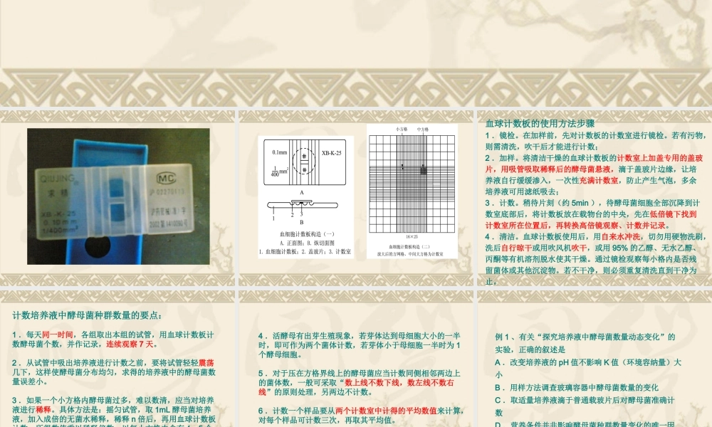 血球计数板使用及相关计算.ppt