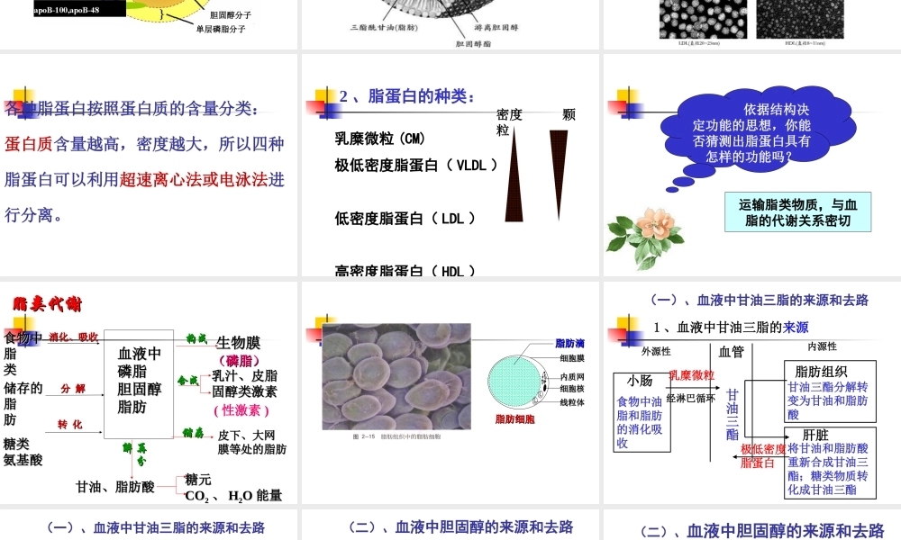 血脂代谢及其调节.ppt