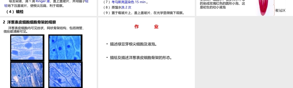 试验五植物细胞液泡系与细胞骨架的观察.ppt