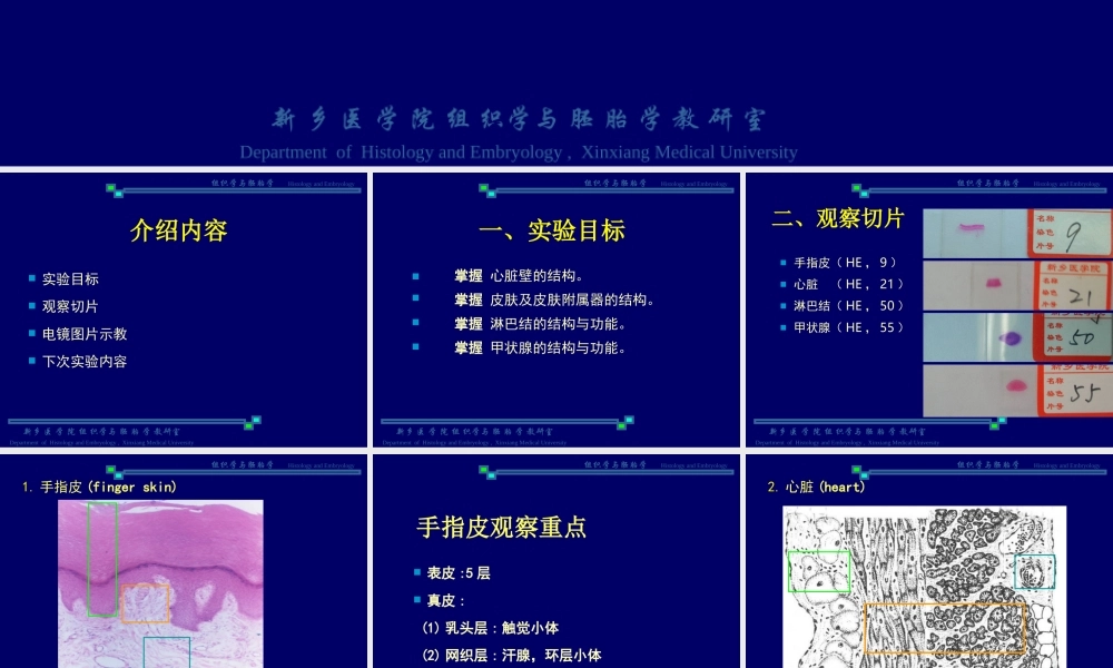 试验三--皮肤、循环系统、免疫系统和内分泌系统.ppt