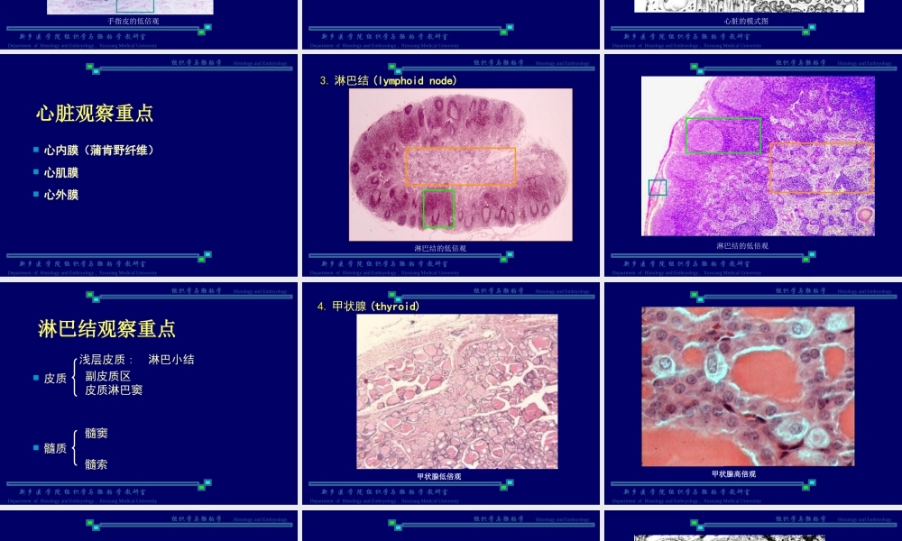 试验三--皮肤、循环系统、免疫系统和内分泌系统.ppt
