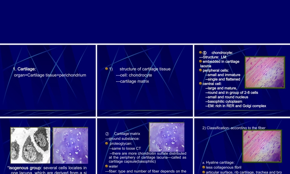 软骨和骨--组织学和胚胎学.ppt