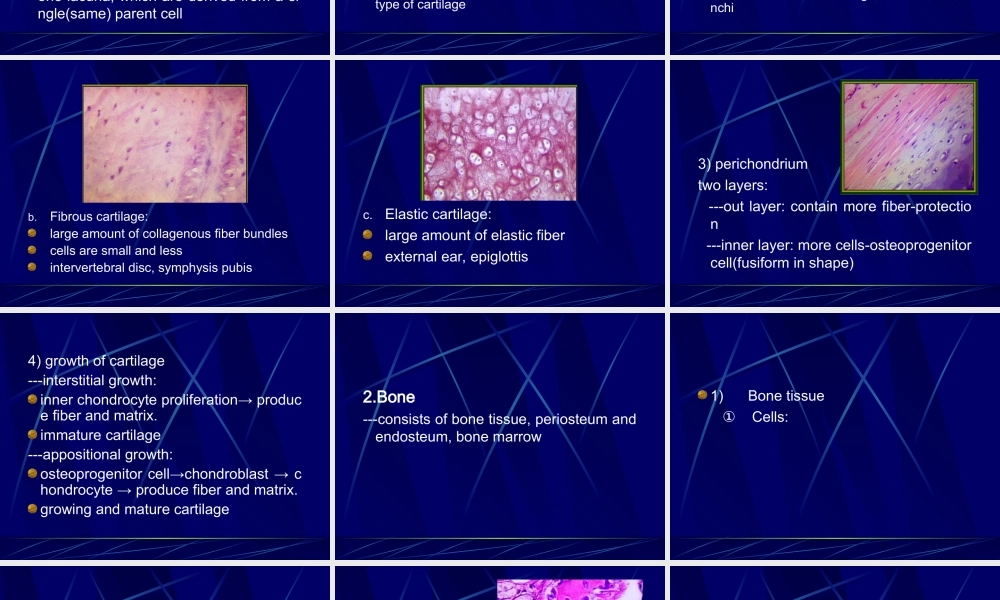 软骨和骨--组织学和胚胎学.ppt