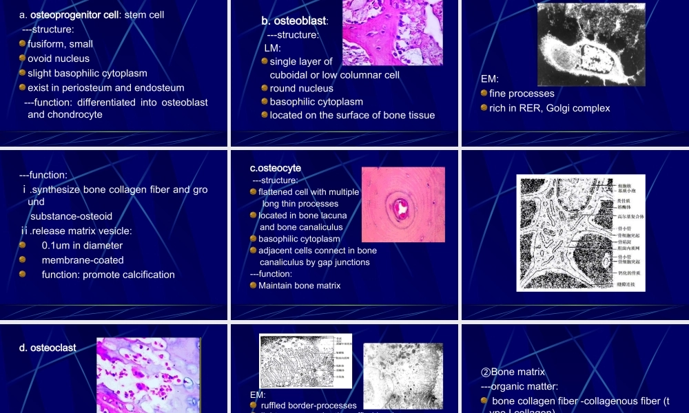 软骨和骨--组织学和胚胎学.ppt