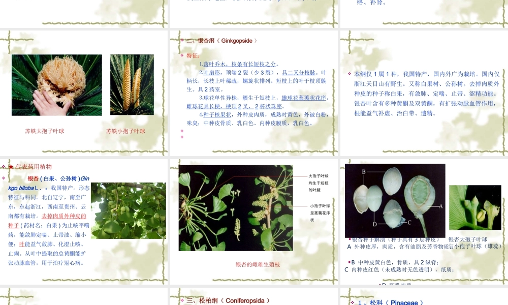 药用植物学-第10章-裸子植物门.ppt