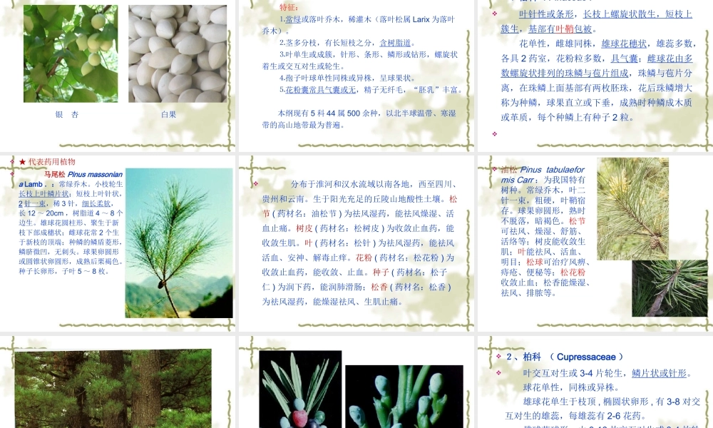 药用植物学-第10章-裸子植物门.ppt