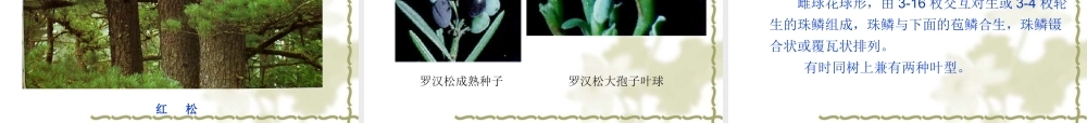 药用植物学-第10章-裸子植物门.ppt