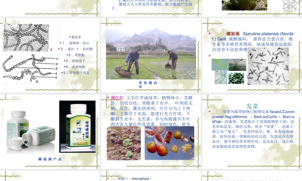 药用植物学-第5章--藻类植物.ppt