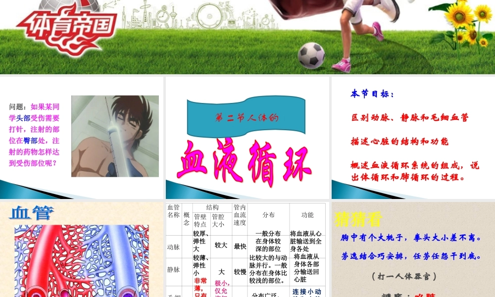 苏教版-七年级-第10章-第二节--人体的血液循环PPt.ppt