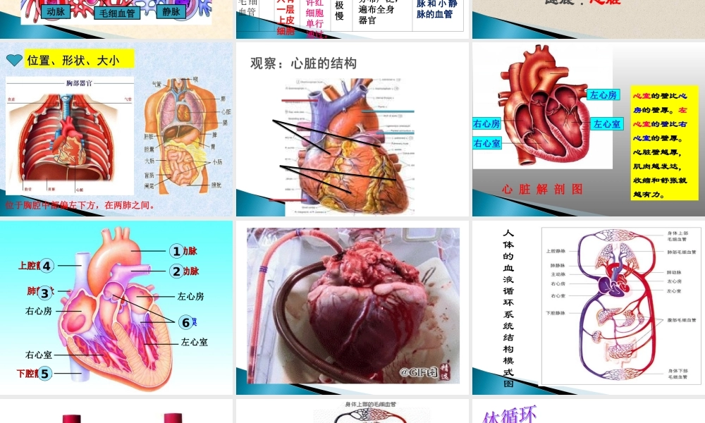 苏教版-七年级-第10章-第二节--人体的血液循环PPt.ppt