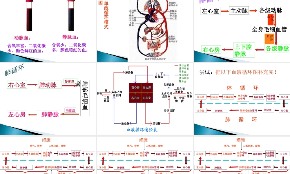 苏教版-七年级-第10章-第二节--人体的血液循环PPt.ppt