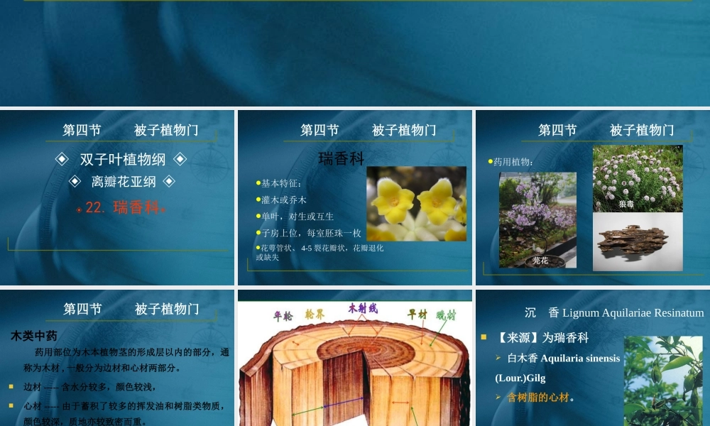 药用植物学与生药学-24瑞香科、桃金娘科资料.ppt