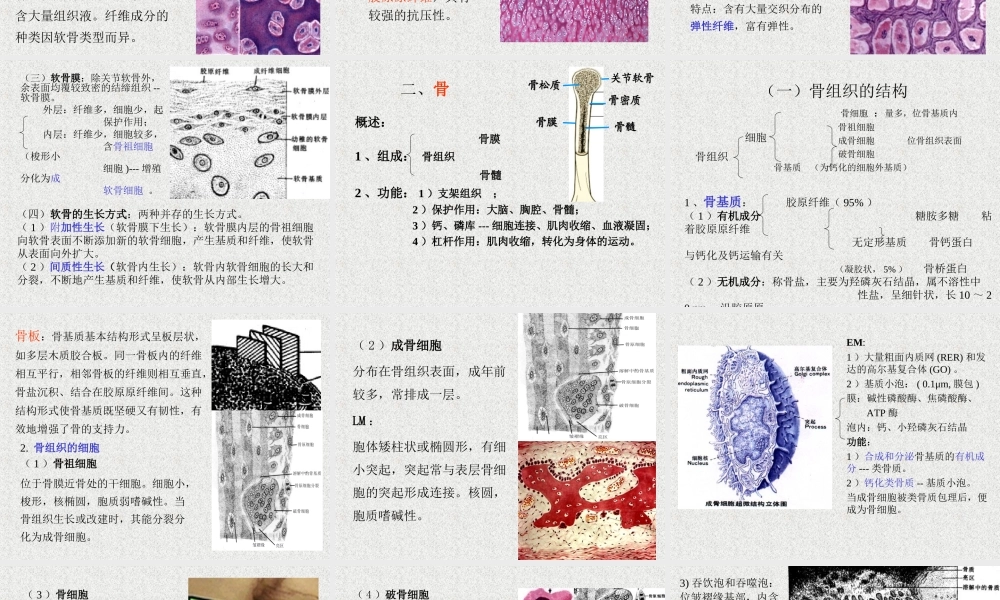 软骨和骨的介绍.ppt