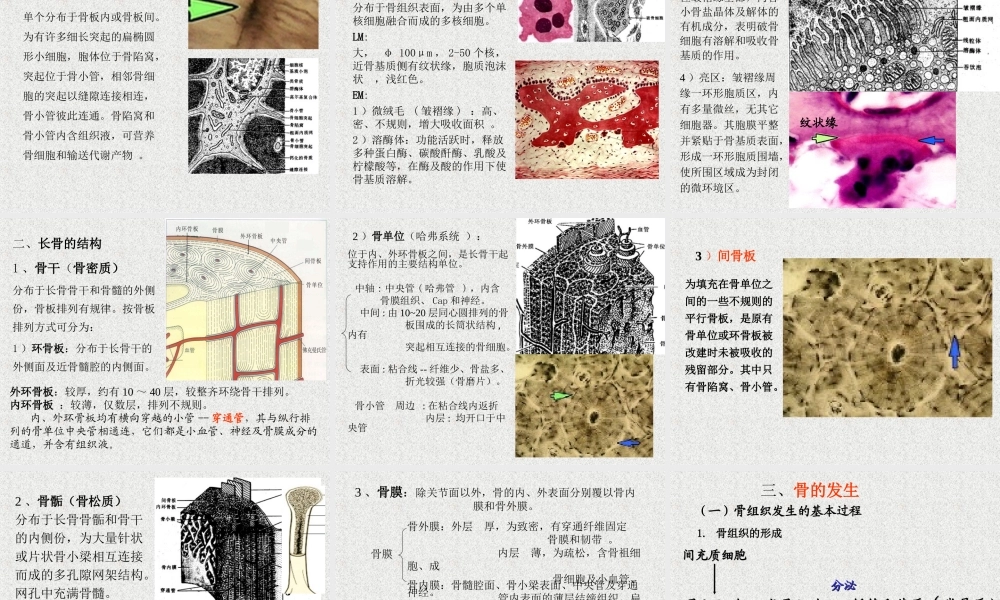 软骨和骨的介绍.ppt