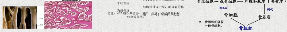 软骨和骨的介绍.ppt