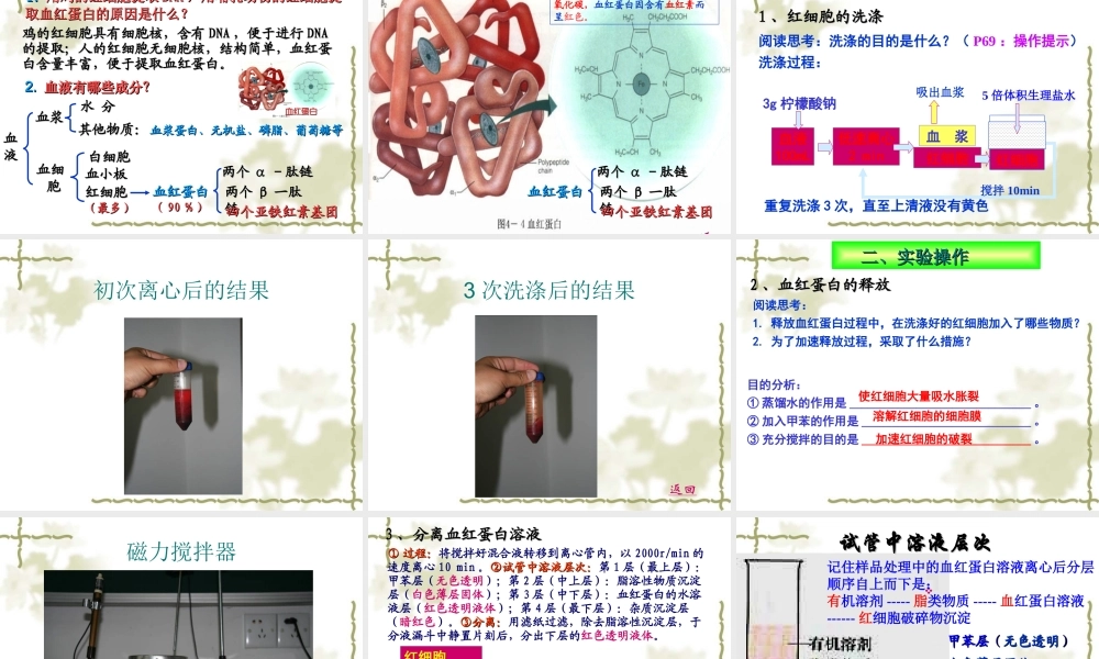 血红蛋白的提取和分离(上课用)介绍.ppt