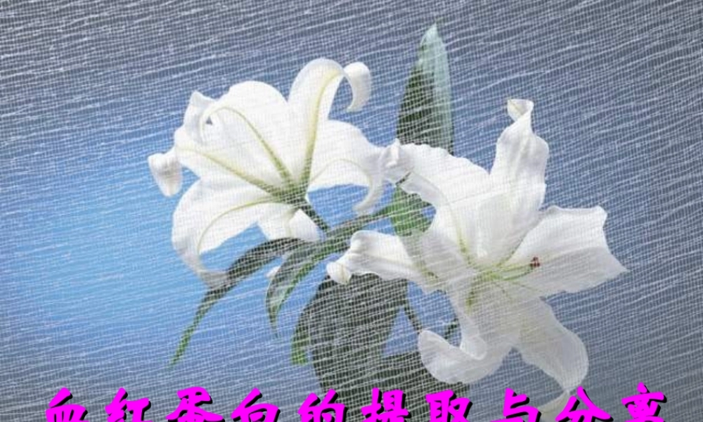 血红蛋白的提取和分离(优质课).ppt