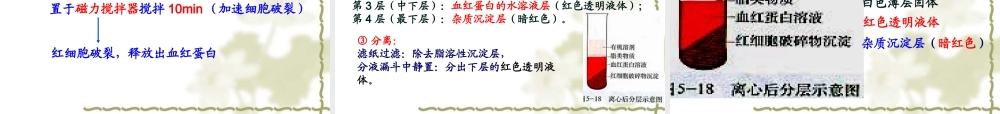 血红蛋白的提取和分离(优质课).ppt