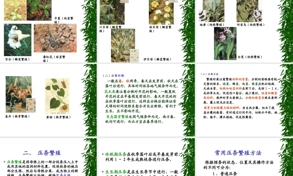 药用植物栽培学4-1--改.ppt