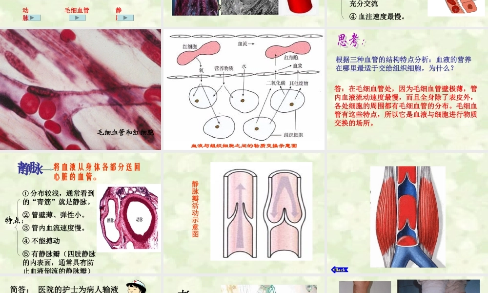 血流的管道-血管ppt.ppt