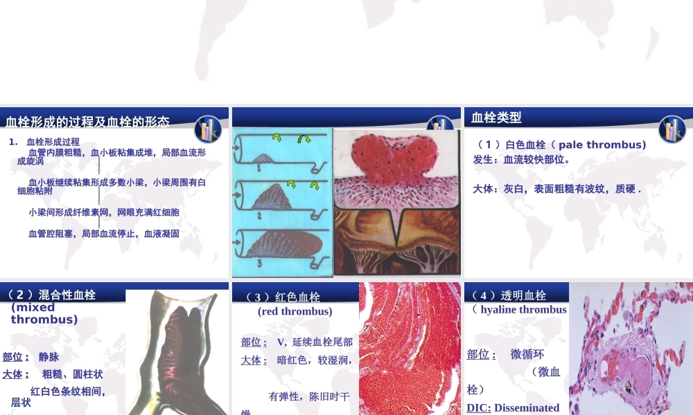 血栓的形成.ppt