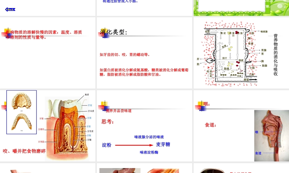食物的消化与吸收.ppt