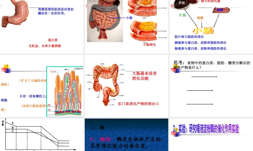 食物的消化与吸收.ppt