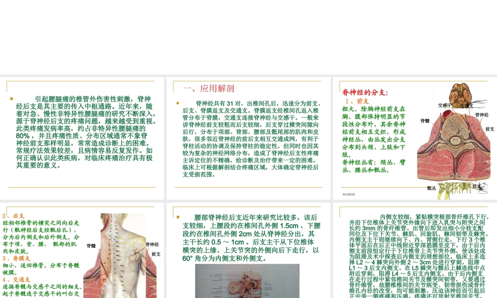 腰脊神经后支痛.ppt