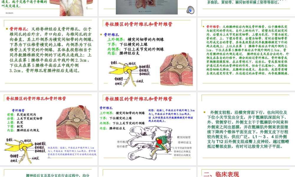 腰脊神经后支痛.ppt