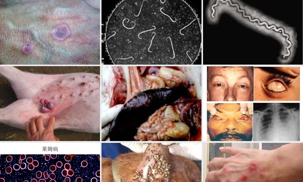 犬人共患传染病.ppt