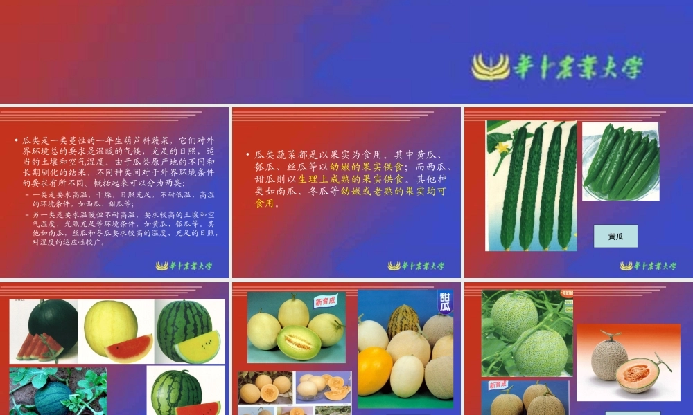 瓜类蔬菜栽培生理.ppt