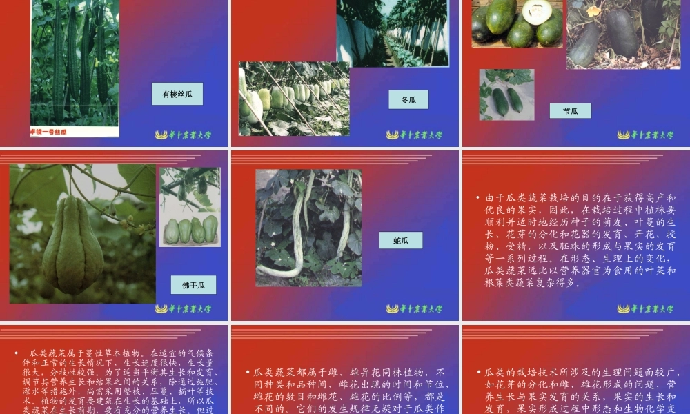 瓜类蔬菜栽培生理.ppt