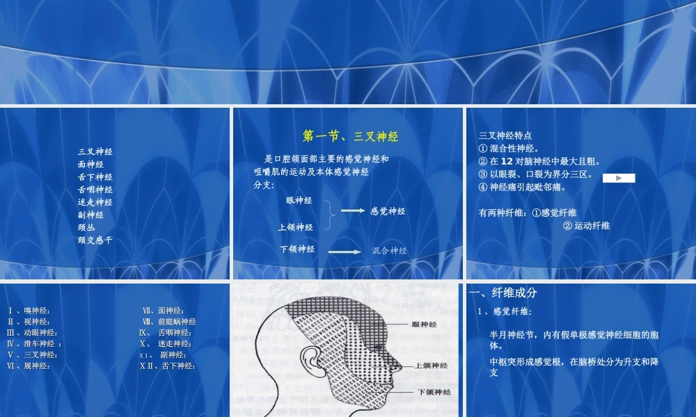 口腔医师3神经.ppt