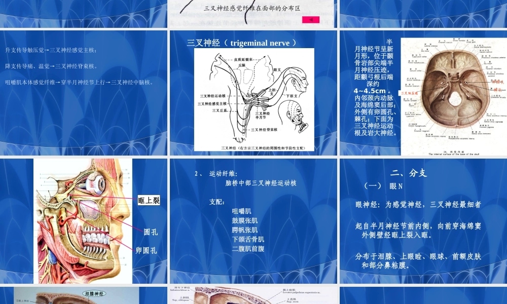 口腔医师3神经.ppt