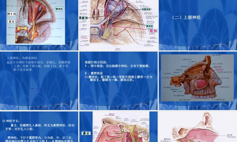 口腔医师3神经.ppt