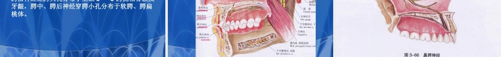 口腔医师3神经.ppt