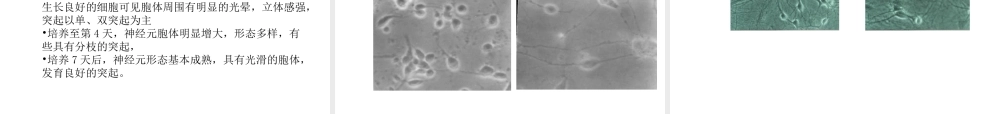 神经细胞培养2.ppt