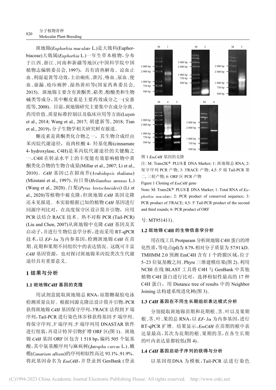 斑地锦肉桂酸4-羟基化酶基因及启动子的克隆与分析_郭三保.pdf_第2页