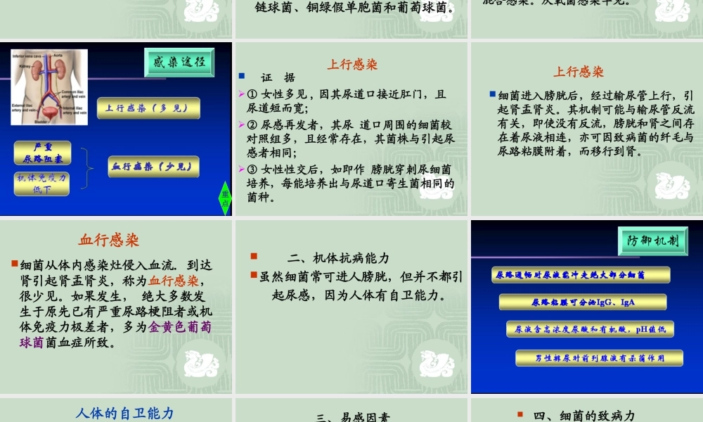 尿路感染(urinary.ppt