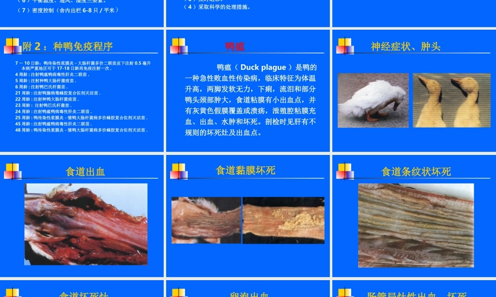 鸭病幻灯.ppt